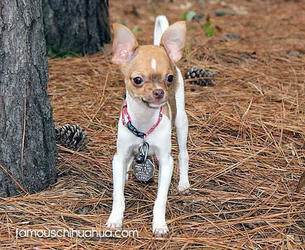 benjamin button chihuahua