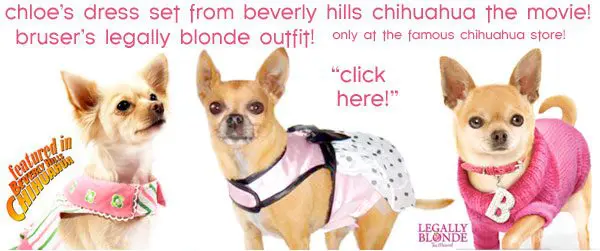 bevhillschihuahua outfit
