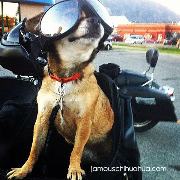 biker taco chihuahua