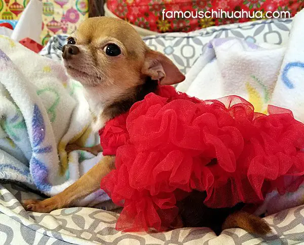 bitse famous chihuahua