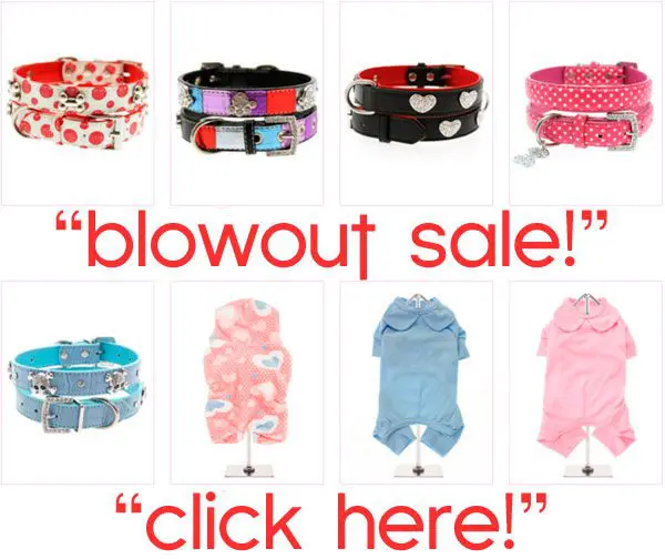 Blowout summer sale on Chihuahua clothes! Click here! blowout sale chihuahua clothes