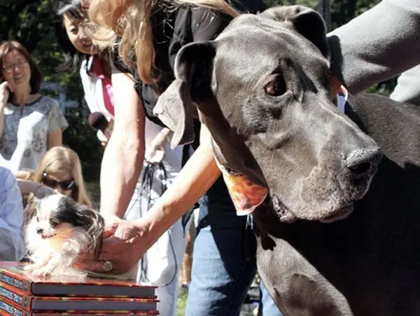 boo-boo is smaller than giant george's head! boo-boo is smaller than giant george's head!