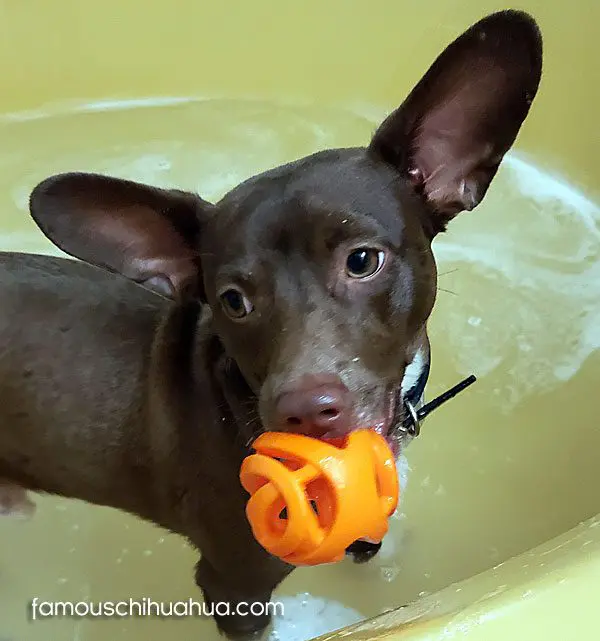 boots famous chihuahua