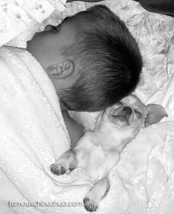 boy sleeping chihuahua