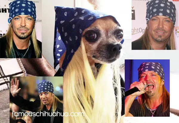 bret michaels chihuahua