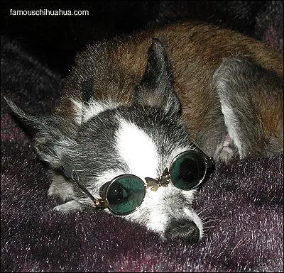 bristol the chihuahua