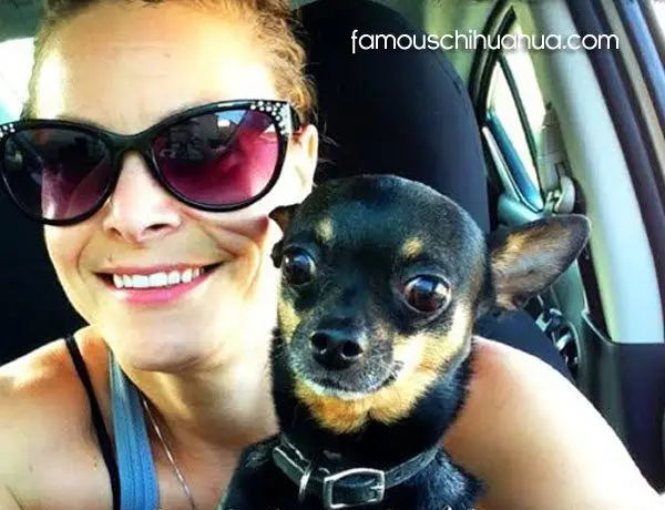 brodie famous chihuahua