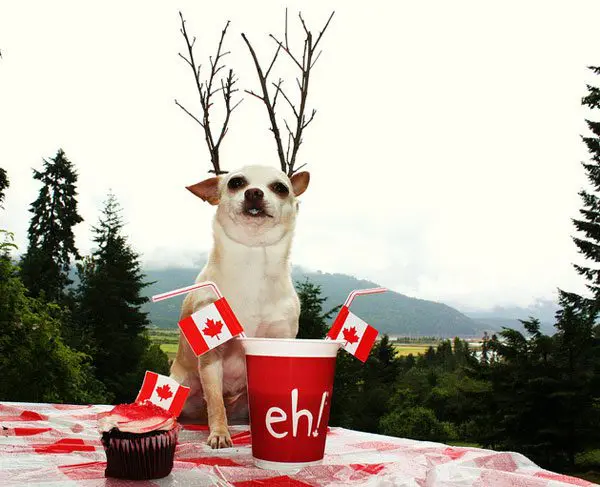 canada day chihuahua