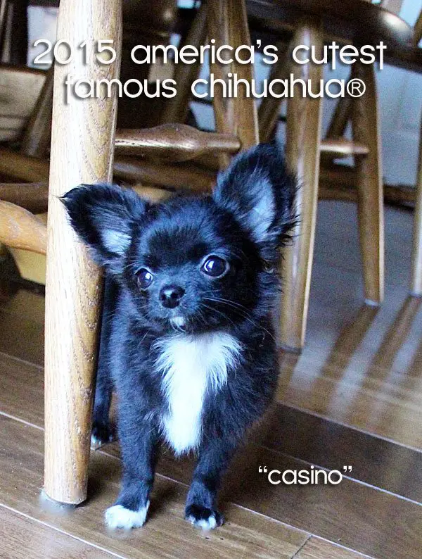 casino americas cutest chihauhua