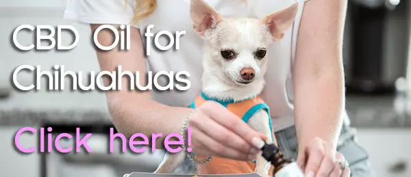 CBD For Chihuahuas