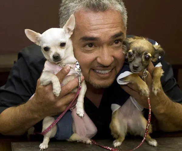 cesar milan chihuahuas