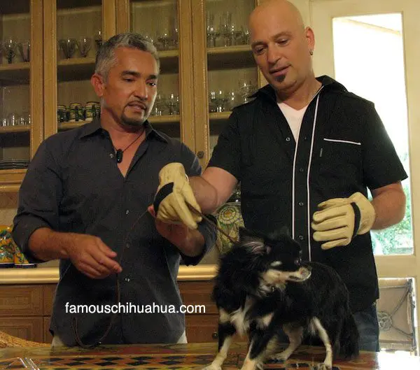 cesarmillan howiemandell