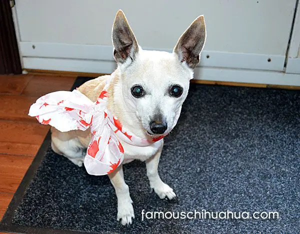 chachi famous chihuahua