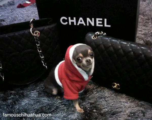 chanel chihuahua