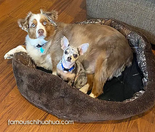 chaos famous chihuahua