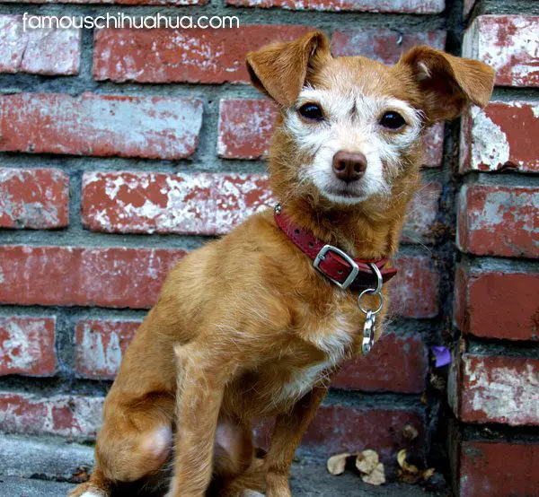 charlie famous chihuahua