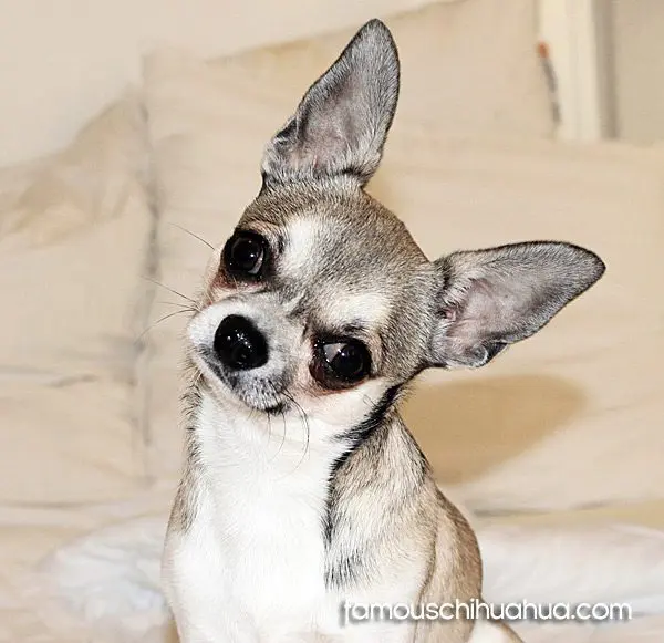 charlieram famous chihuahua