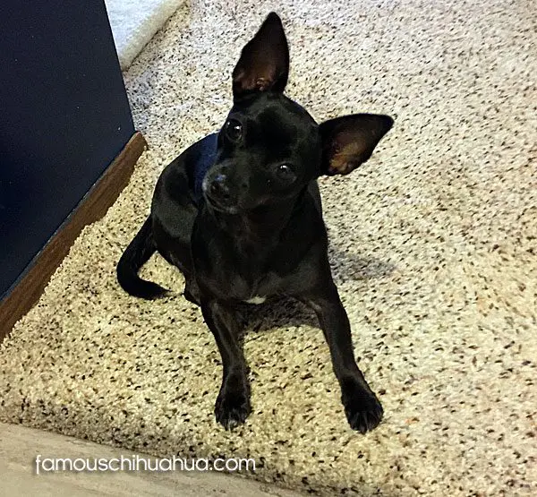 charlotte famous chihuahua