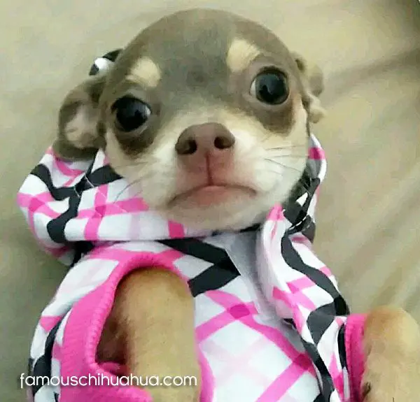 chelsea famous chihuahua