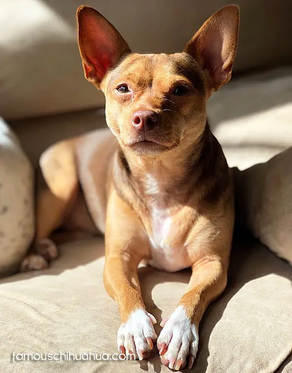 cheyenne famous chihuahua