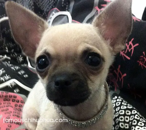 chi chi chihuahua