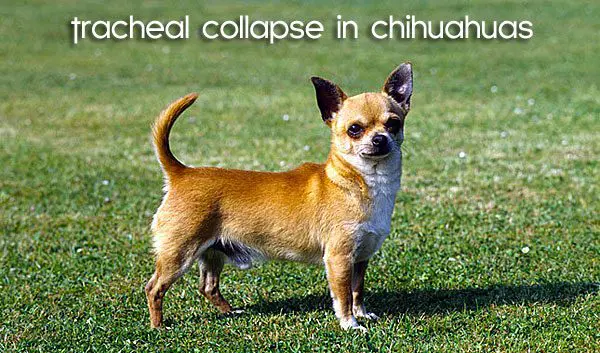 chihuahua tracheal collapse