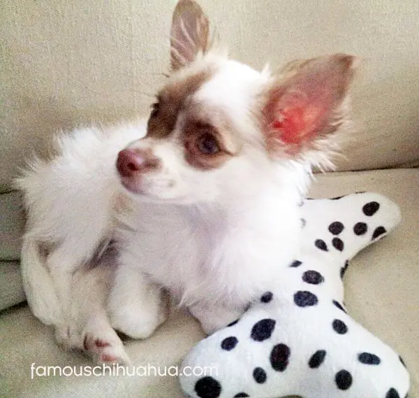 chichi famous chihuahua