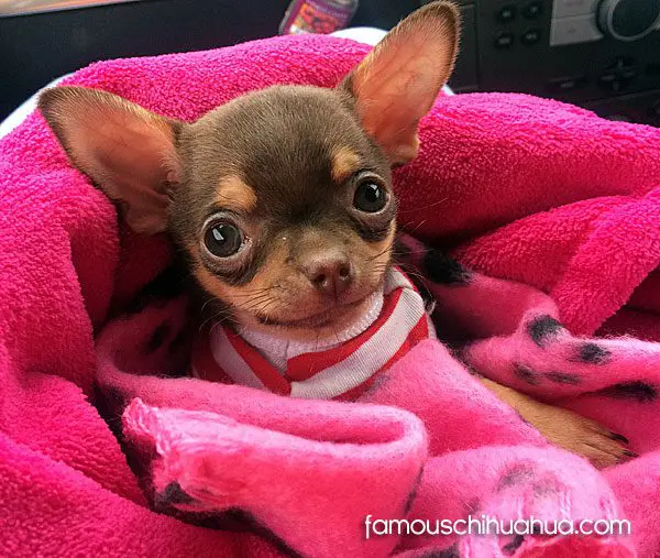 chichi famous chihuahua