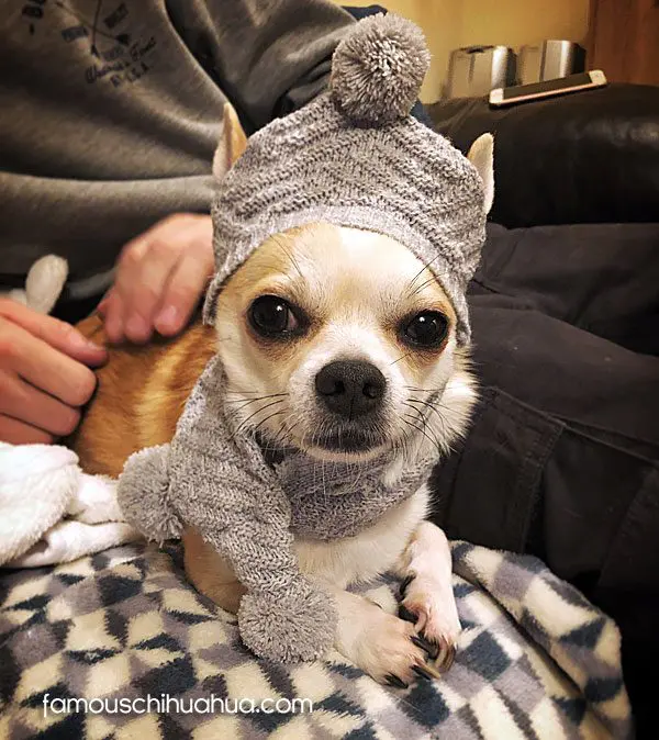 chico famous chihuahua