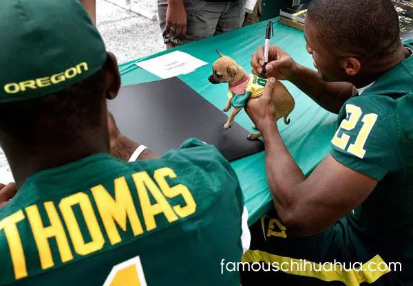 chihauhua football players