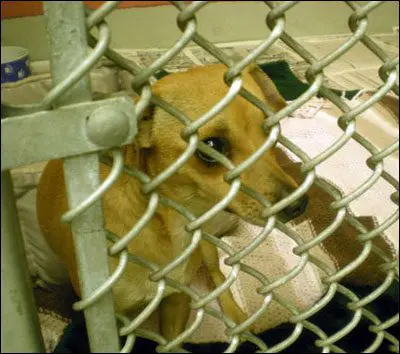 chihuahua animal shelter