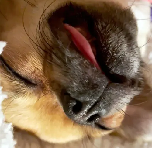funny chihuahua asleep snoring tongue out
