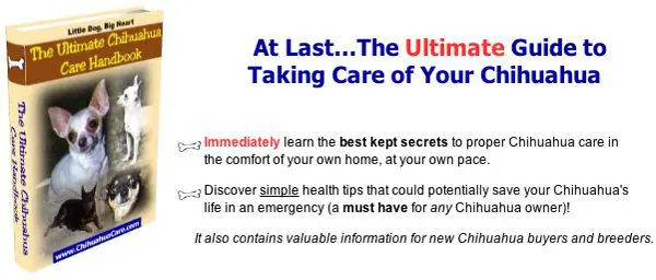 chihuahua care guide