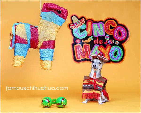 chihuahua cincode mayo