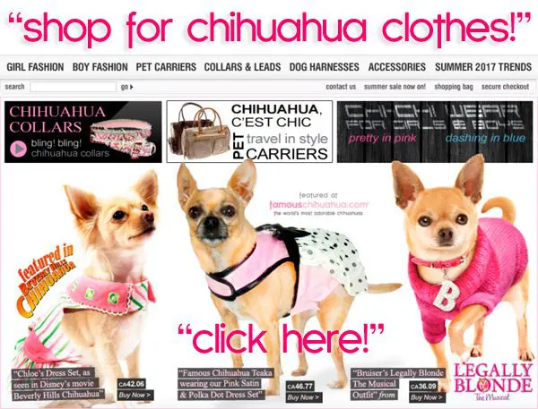 chihuahua clothes store