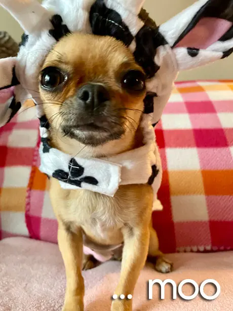 keep-your-chihuahua-safe this-Halloween
