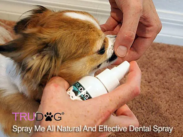 chihuahua dental spray