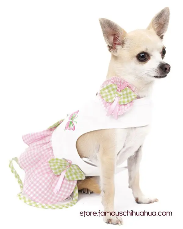 chihuahua dress