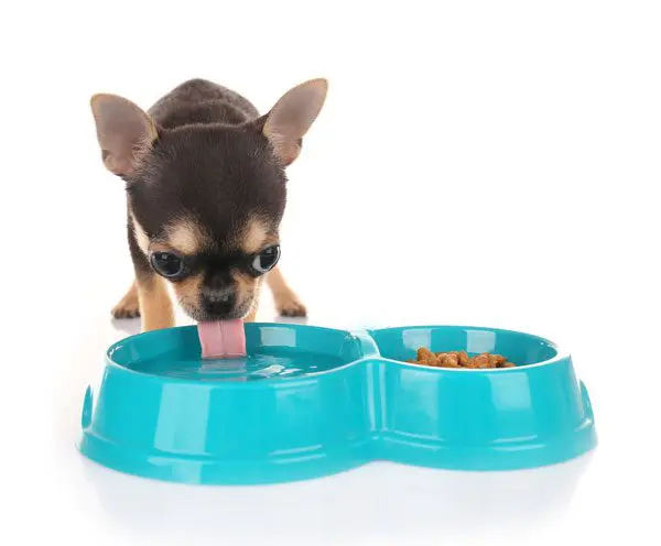 chihuahua drinking water