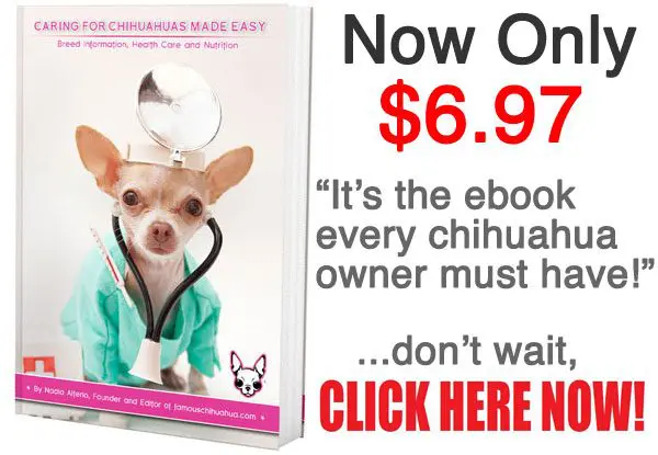 Caring for Chihuahuas Made Easy eBook! NOW ONLY $6.97! CLICK HERE! Caring for Chihuahuas Made Easy eBook! ONLY $6.97