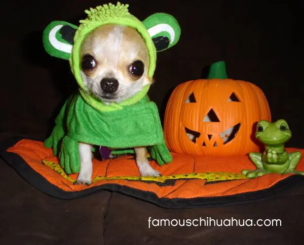 chihuahua frog