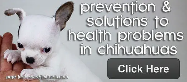 health problems in chihuahuas! click here! health problems in chihuahuas