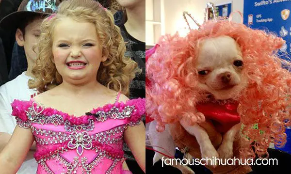 chihuahua honey booboo