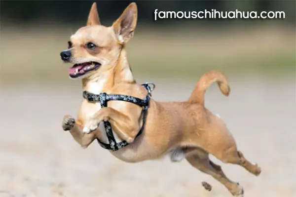 chihuahua dog leaping