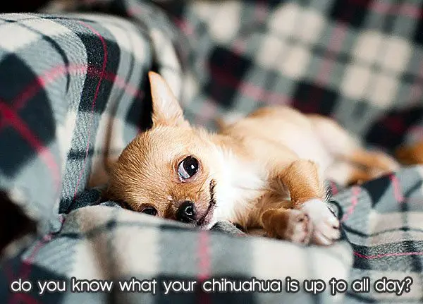 chihuahua lying down