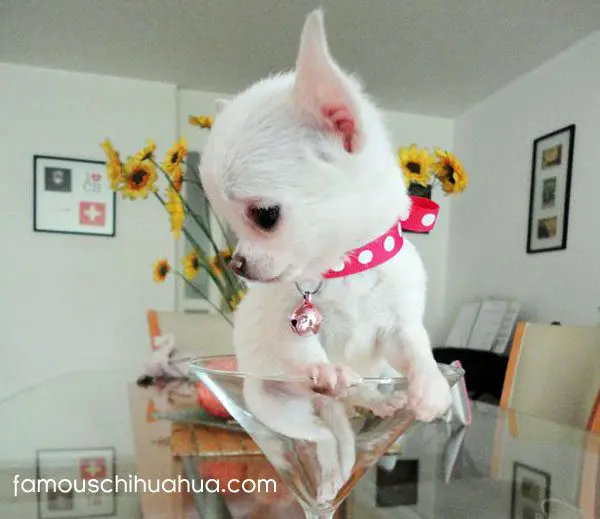 did someone order an apple head chihuahua martini?