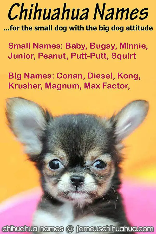 cute and funny chihuahua names