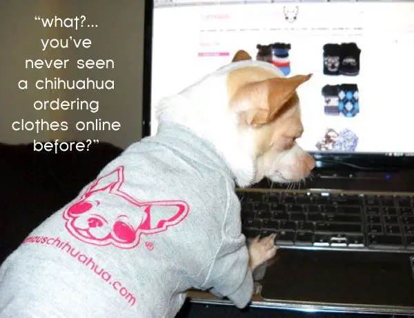 chihuahua online