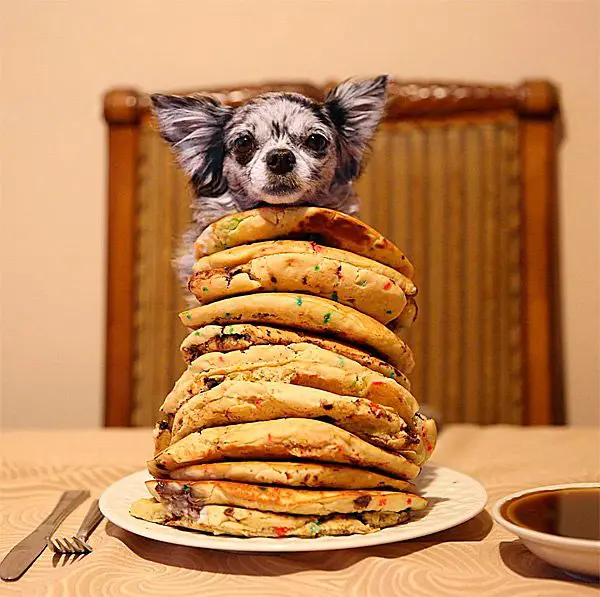 chihuahua pancakes