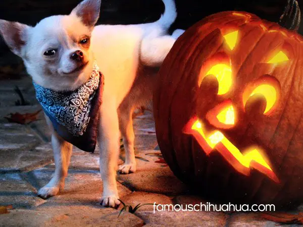 chihuahua peeing pumpkin